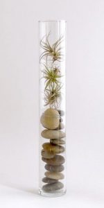 plantes dans vase clair