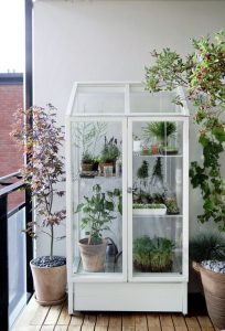 plantes dans meuble vitré