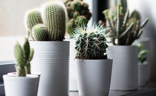 plante cactus