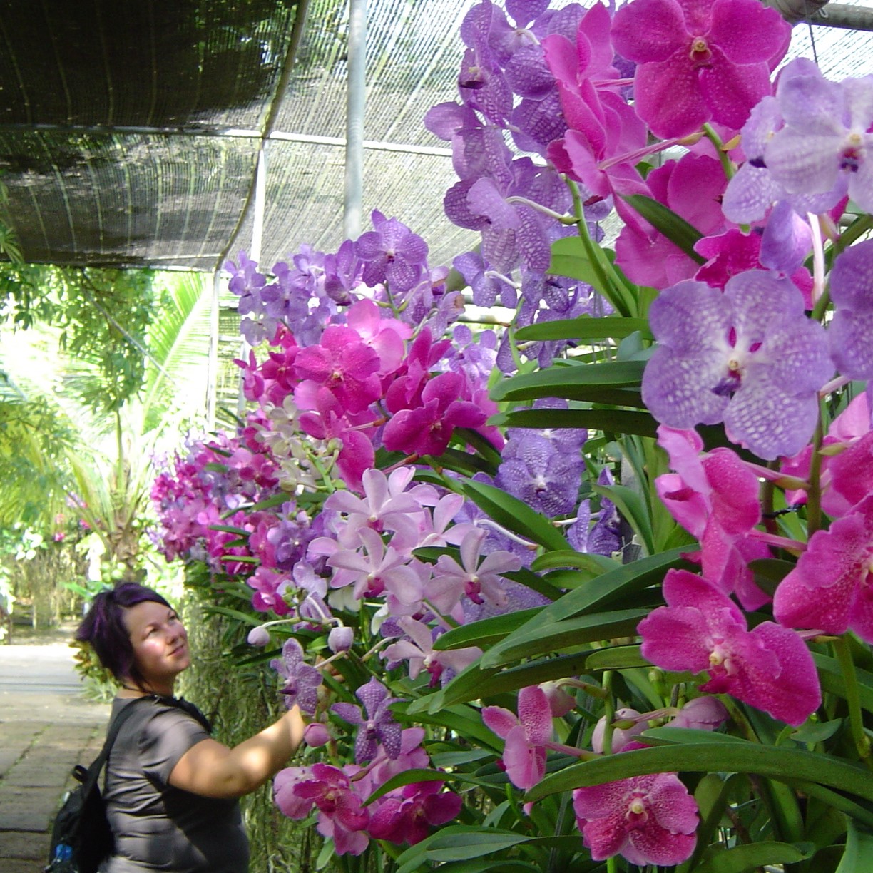 ferme d'orchidées
